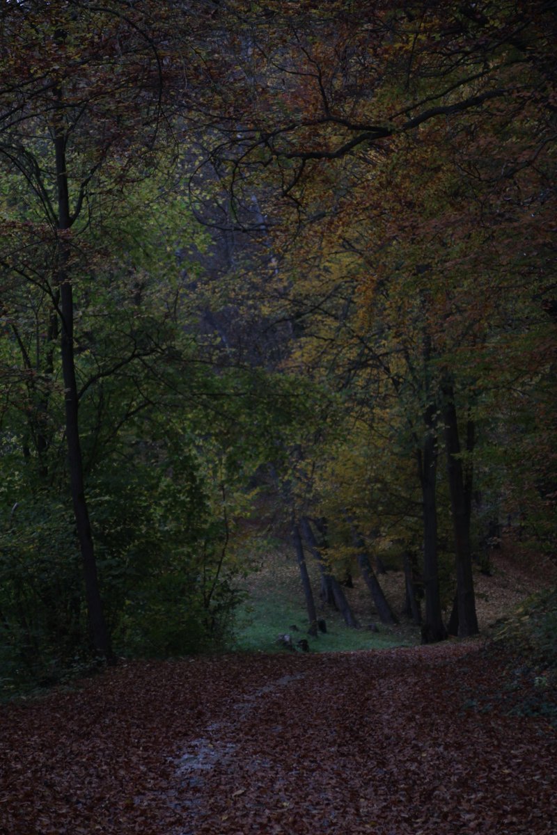 Guten Morgen meine Twitter-Freunde, guten Morgen X-Ländle. Schönen Freitag wünsche ich Euch und kommt gut ins Wochenende 🙋‍♂️☕🍵🍀🕊️🍄‍🟫🍁🍂