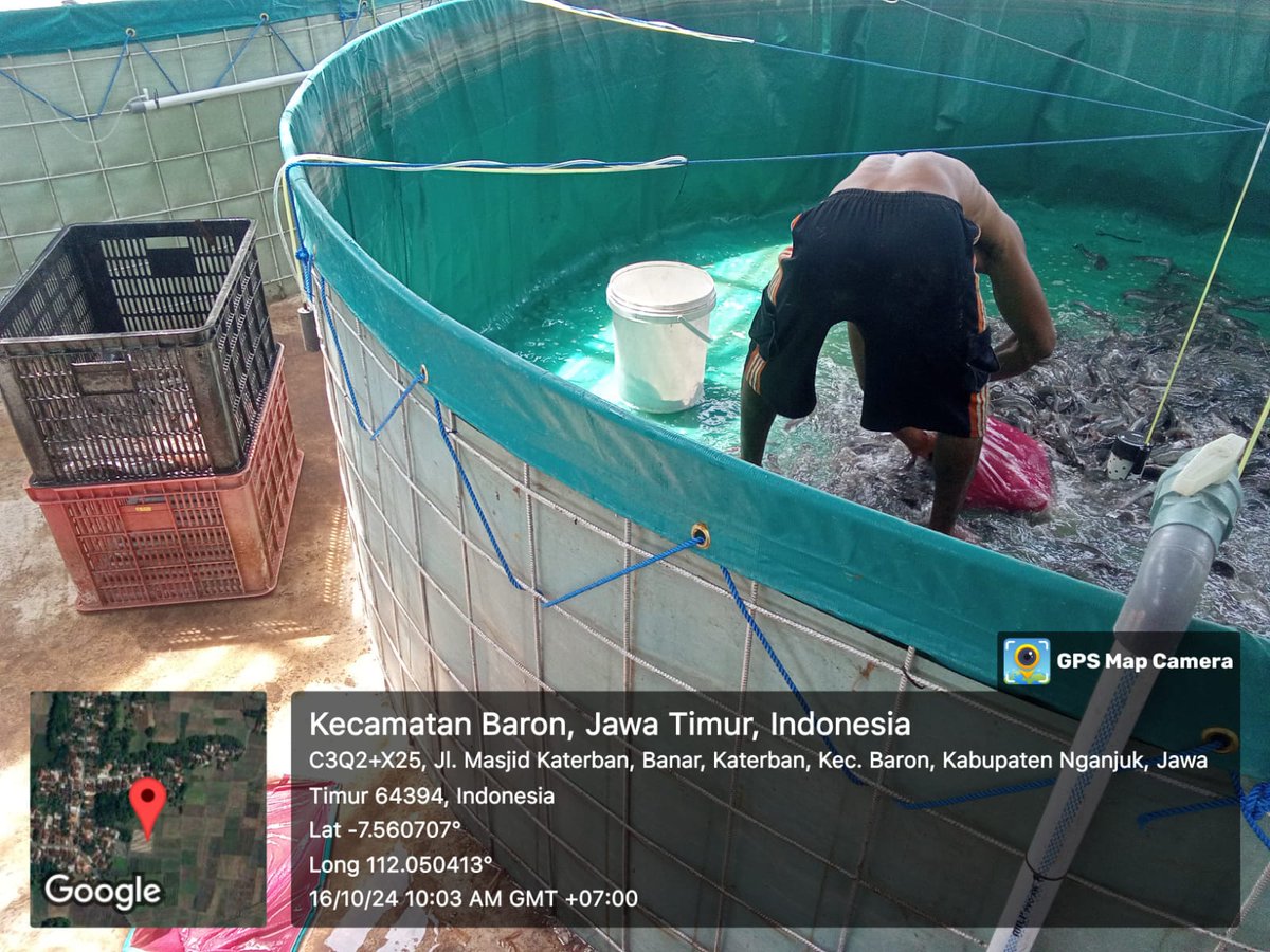 SusantoBambs's tweet photo. Rabu,16/10/24. Bambang Dwi S Luhkan Nganjuk, laporkan panen partial ikan lele di Pokdakan Berkah Ikan (P Mundir) Ds Katerban Kec Baron. Kolam bulat bioflok, jmlh 518kg, size 8-10ekr/kg, hrg 17000
#GiatLuhkanSatminkalBWI
#panen
#Nganjuk
@bppsdm_bp3bwi 
@pusluh_bppsdm 
@bppsdm_kp https://t.co/tqpBxQl88y
