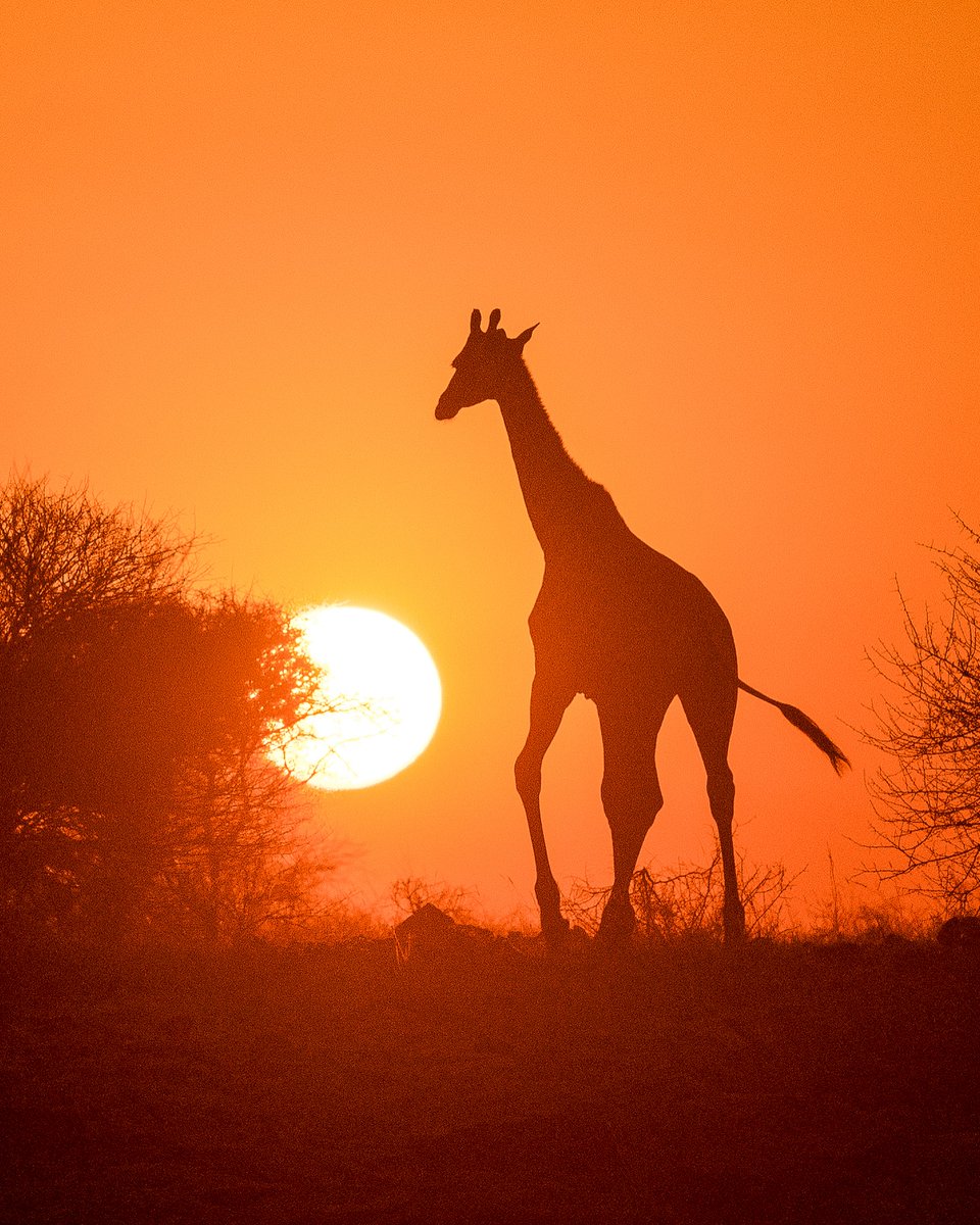 Pitt0r's tweet photo. Thank giraffe it’s Friday! #TGIF https://t.co/Mj4d7euKau