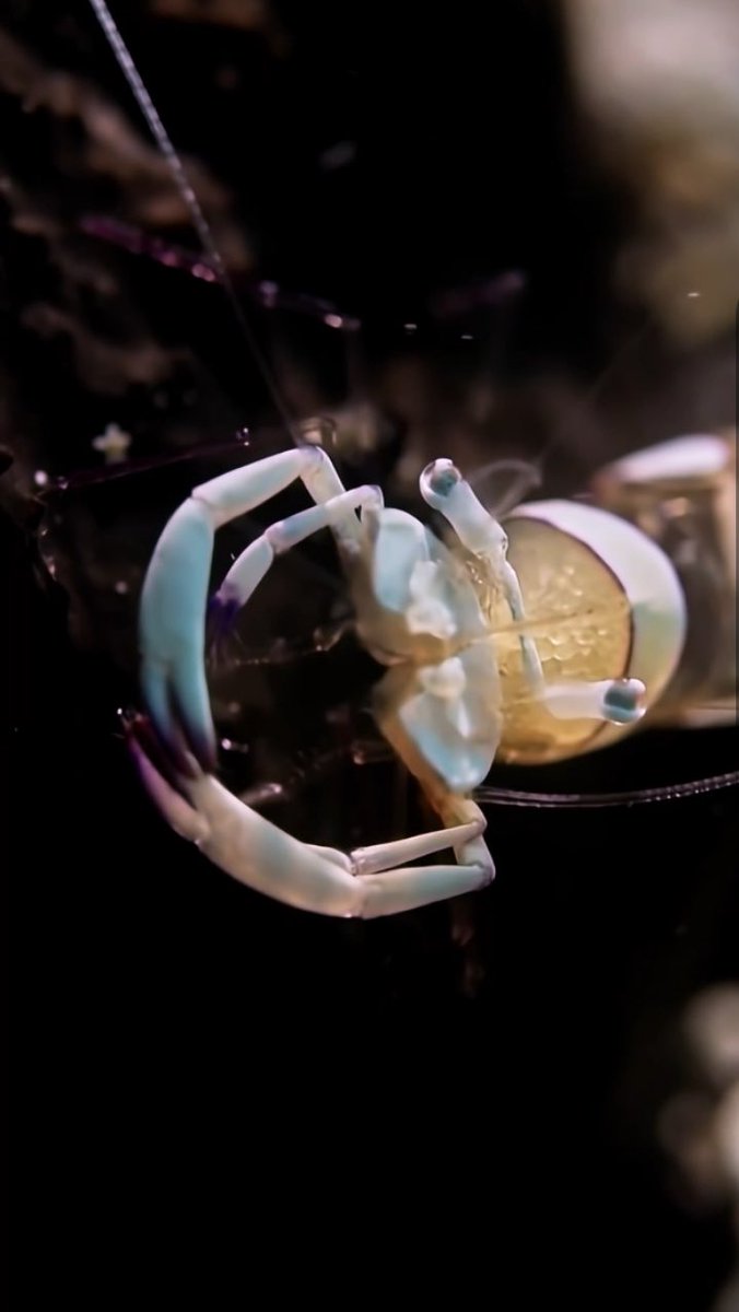 dive_penida's tweet photo. #shrimp #indonesia #wildlife #macro #underwater #ocean #scubadiving #you... https://t.co/BC1HhcEhv8 via @YouTube https://t.co/z27DkMhYJI
