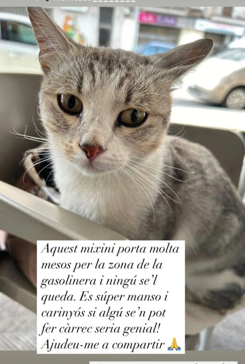 Open 🐕💕🐈🌳🦋 tweet media