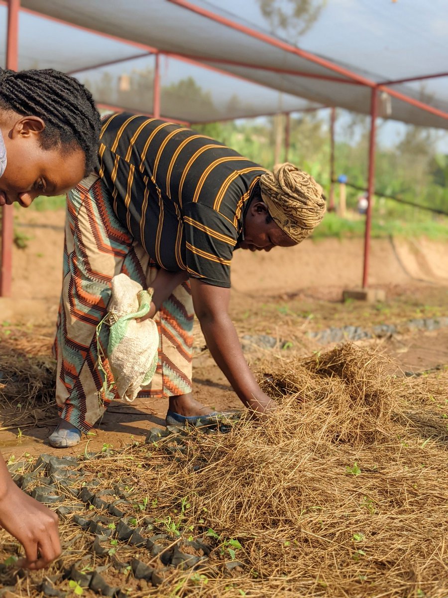 GreengoalR's tweet photo. The power to Regreen 🌳our world is in our hands ! 

At #GreenGoalHub, we champion the Vital role of youth and women to become environmental stewardship. 

Let's amplify our impacts and support their contribution in building a Greener world 🌎. #PlantTree #TogetherWeRestore https://t.co/m83LjZZmdb