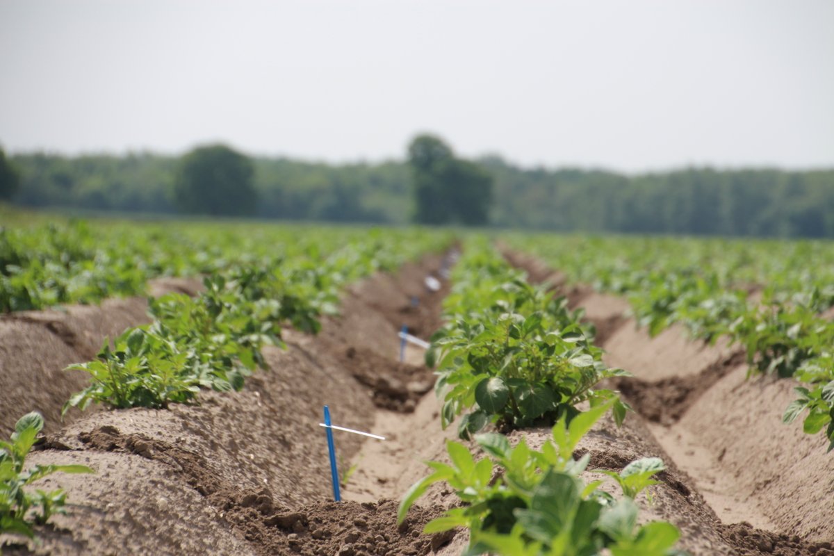 Trends in breeding work of Interseed Potatoes are to provide new improved varieties which are presenting a sustainable progress for the consumer, the grower and the processor.
Read more in our Potato Variety Days ebook: hubs.ly/Q02Wk44P0 #PotatoVarietyDays24 #interseed