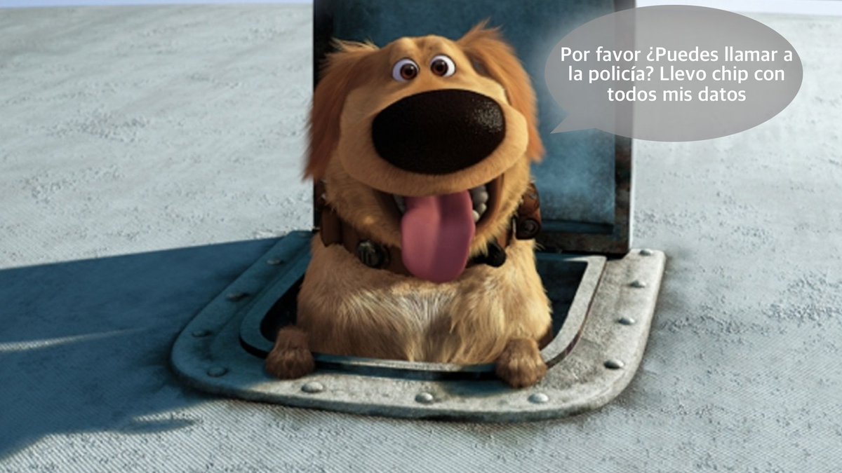 policiaelche's tweet photo. Al igual que cuando nos encontramos un móvil no nos lo quedamos para ver si en unas semanas aparece su propietario, con un #animal es lo mismo
👉🏼 Llámanos para #localizar a su dueño o avisa a la #protectora. Una cosa es #protegerlo momentáneamente y otra cosa es apropiarselo https://t.co/L8CuuvNsh3