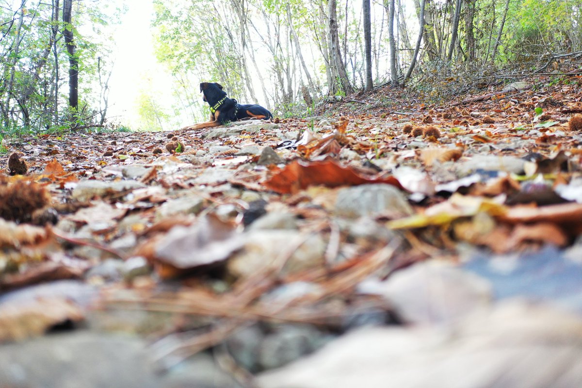 Lanišče tweet media