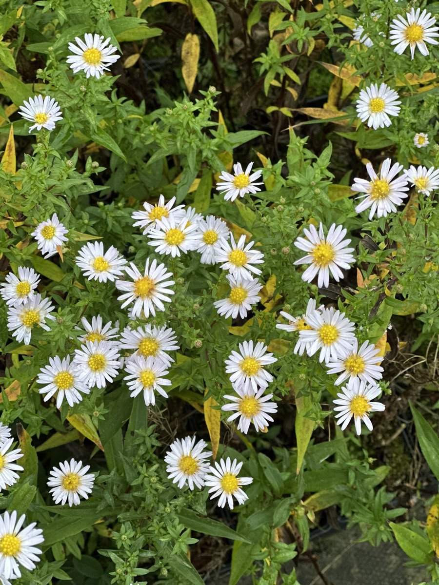 IrisesSeagate's tweet photo. Symphyotrichum lanceolata ‘Edwin Beckett’ still looking good! Asters are winding down though now! #symphyotrichum #edwin #beckett #aster #pastelpink #flowers #novemberflowers #peatfree #lateflowering #offwhite #asterflower #daisyflowers https://t.co/QnYiF950gS