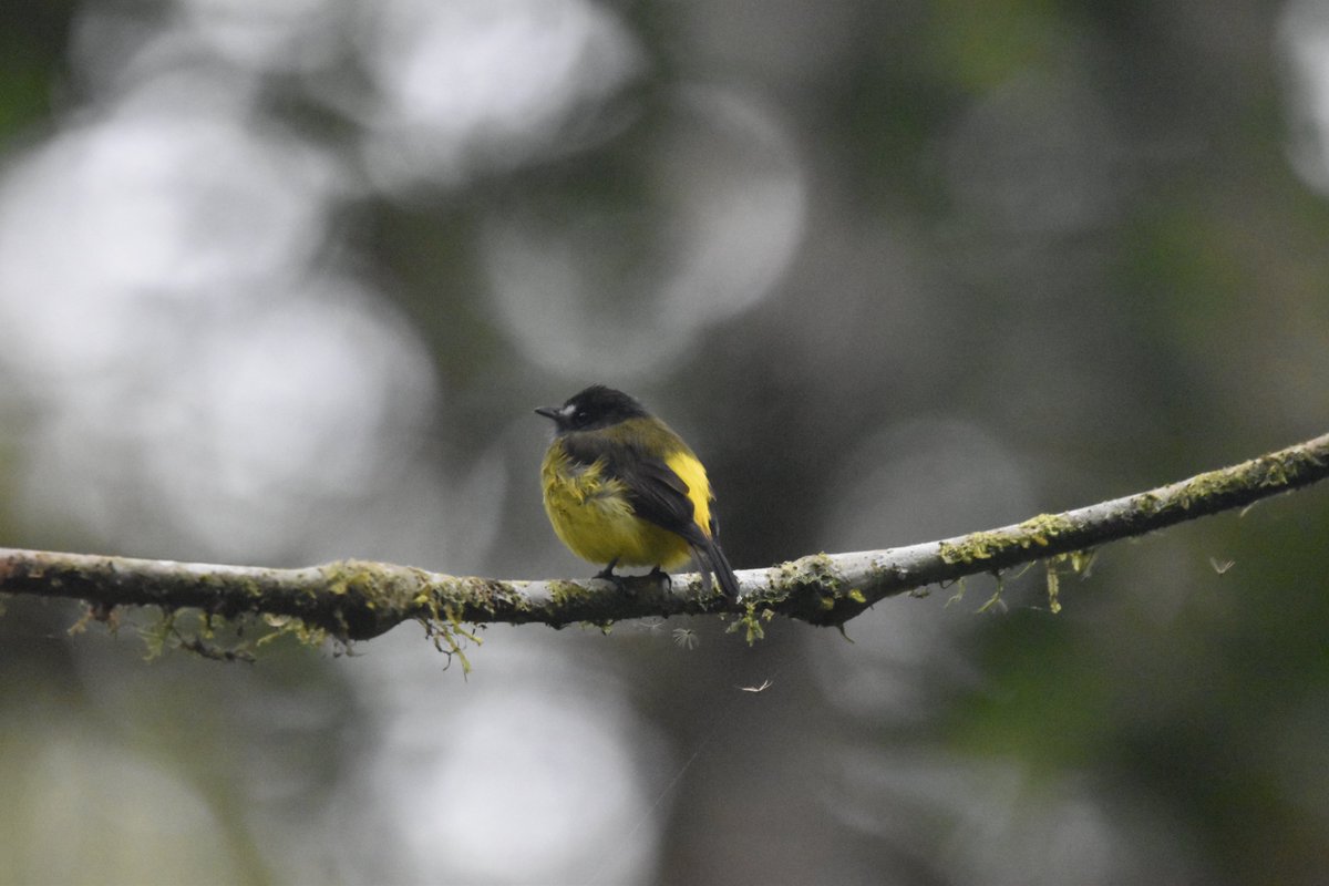 MScGlobalChange tweet media