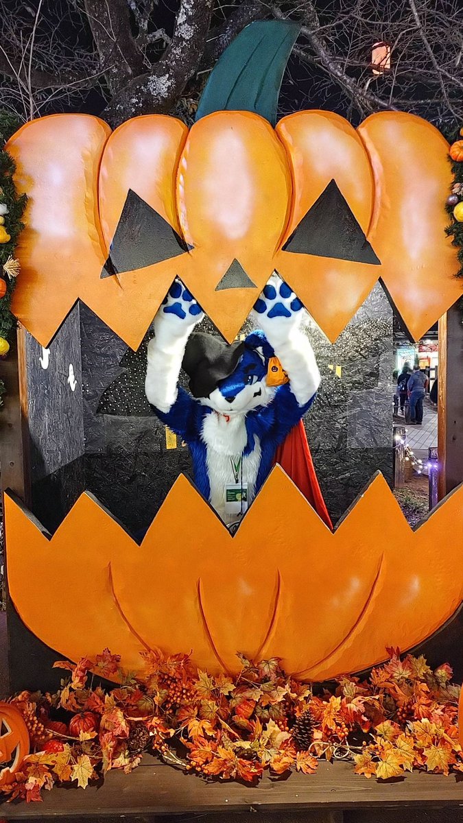migawari_poko's tweet photo. カボチャのなかからコンニチハ!🎃
#FursuitFriday #Kemocon16 https://t.co/Ea5k3VGiSr