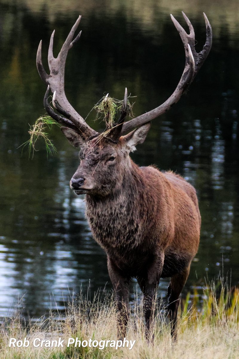 <a href="/DailyPicTheme2/">Daily Picture Theme</a> Hard to choose a 'Favourite Photo from October's as there were so many to select from.
So in the end I went for the Stag near the water <a href="/tatton_park/">Tatton Park</a>. #DailyPictureTheme 

#TwitterNaturePhotography #TwitterNatureCommunity #NaturePhotography #NatureTherapy