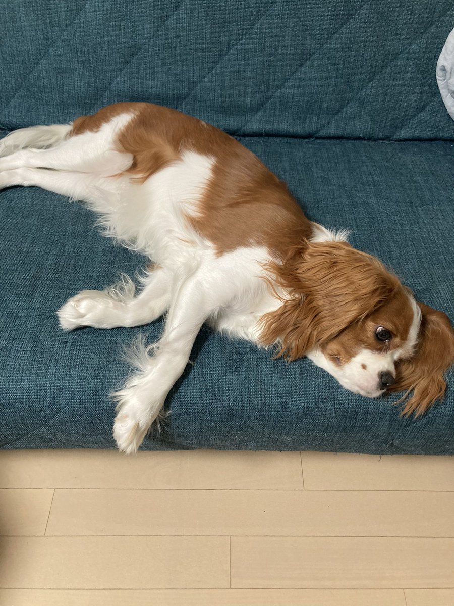 cando1998's tweet image. 犬も生理があるらしい
初めて知りました