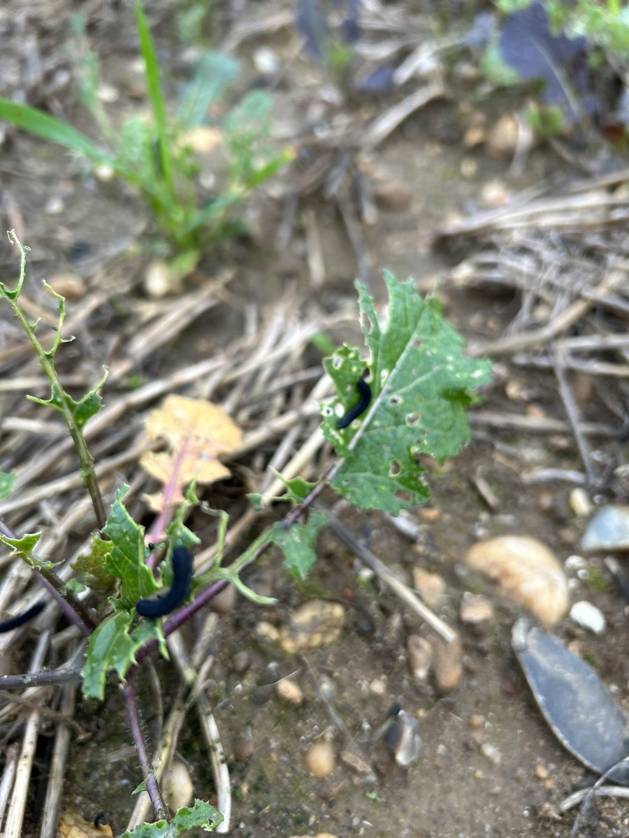 Trying to grow a cover crop but the Caterpillars having different ideas!