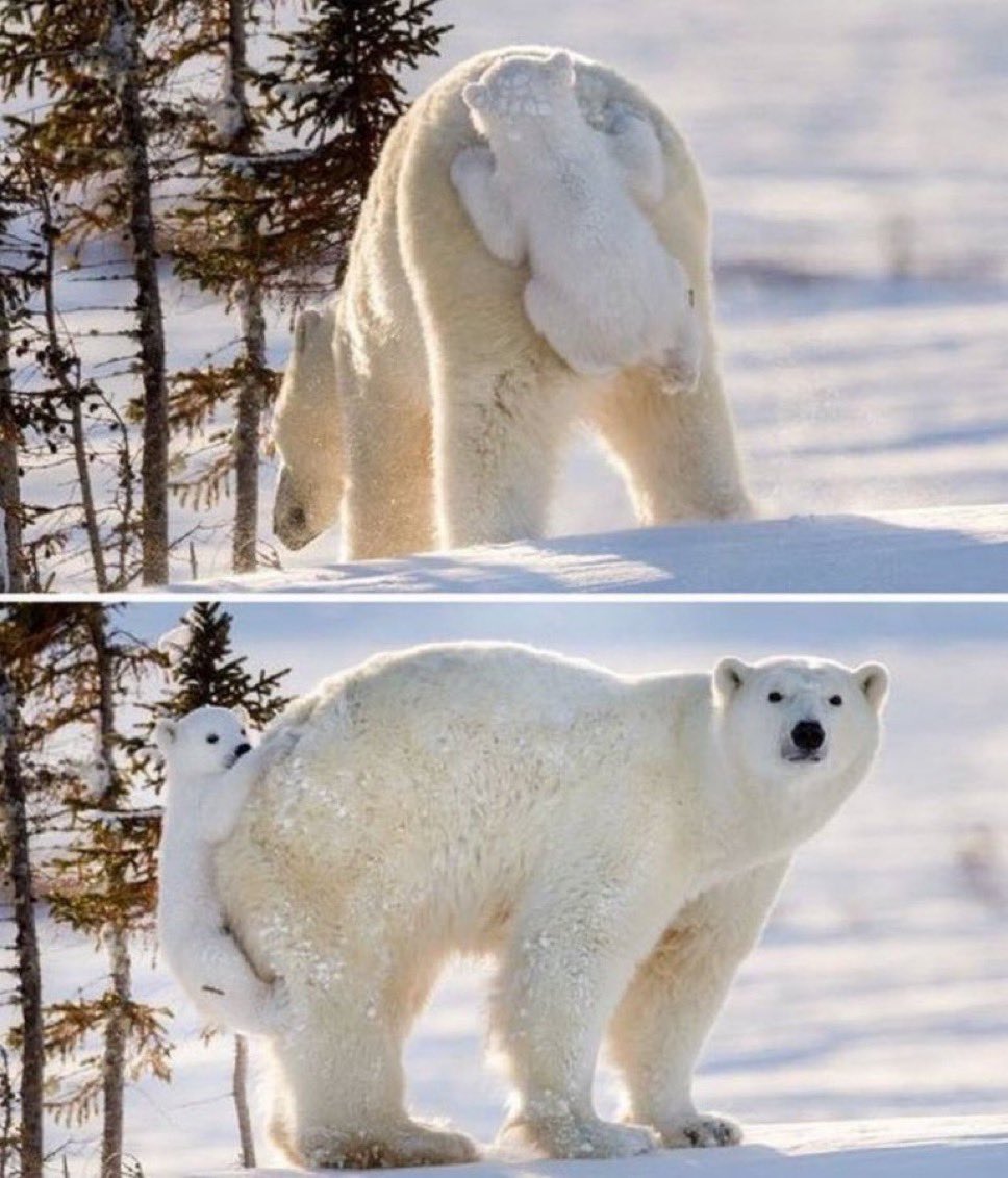 We must help the future of these lovable polar bear cubs. That is why this X account exists and we want everyone to know about it🐻‍❄️❤️
