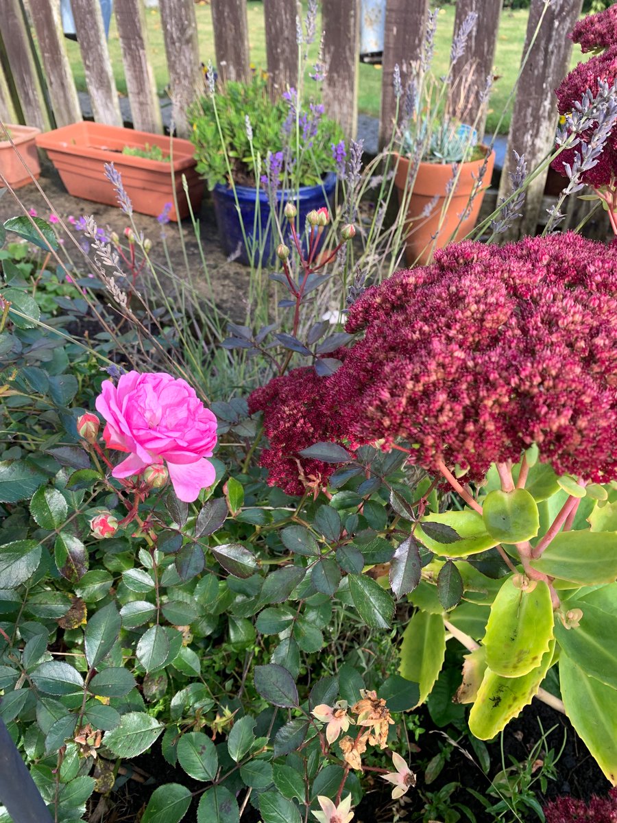 Happy 1st November! 🐇 🐇 
The roses, lavender and sedum are still going strong in my garden. Have a great Friday! 😊