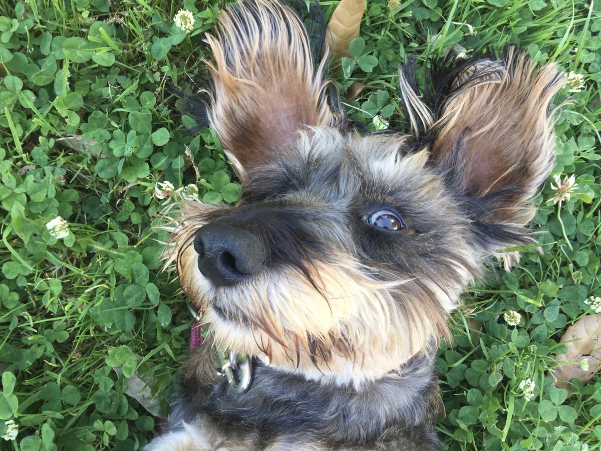 Wally Bobbers 💜 tweet media