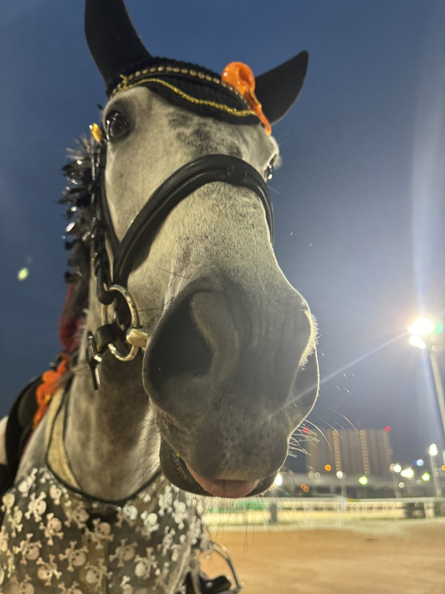 chadigsuu's tweet photo. 誘導馬たちは待機中も個性豊かに過ごしております👀

大好きなクローバーを鉢植えから食べるスノー君🍀
と、真剣な顔つきかと思いきやペロッと舌が出ているミューチャリー😋

こちらの鉢植えは馬たちのために用意してくださったようです！皆大喜び✨いつもありがとうございます☺️✨

#船橋ケイバ https://t.co/TlH6UfMiAS