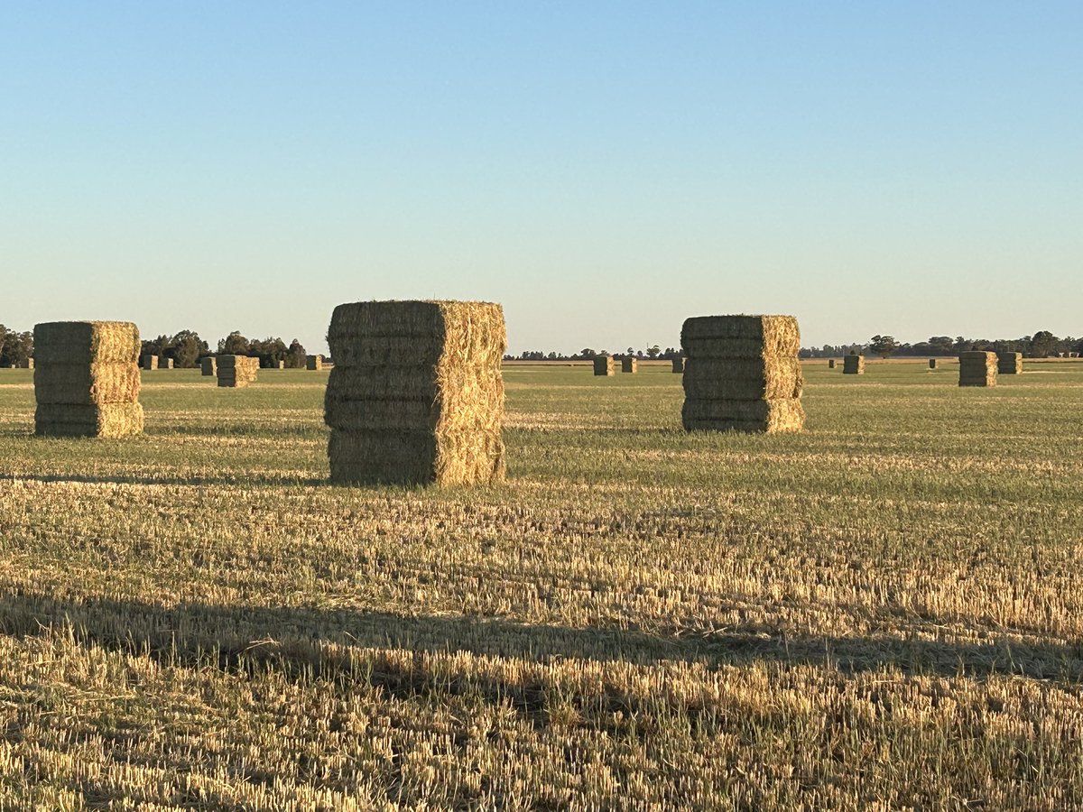 As a cropper I’m so sick of hay stacking. Nearly done. 60-90% Frosted wheat baled and stacked. Frosted canola and barley taken to harvest. #frostedcrops