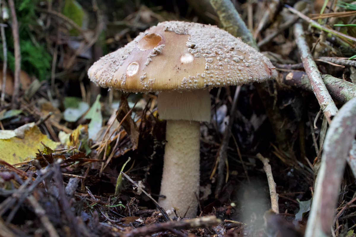 Martine Fenn (@martinefenn) on Twitter photo This is the only Panther Cap we’ve seen this year (so far), but what a cracker it is! In Ravensroost Wood #FungiFriday <a href="/WiltsWildlife/">Wilts Wildlife Trust</a> This is the only Panther Cap we’ve seen this year (so far), but what a cracker it is! In Ravensroost Wood #FungiFriday <a href="/WiltsWildlife/">Wilts Wildlife Trust</a>