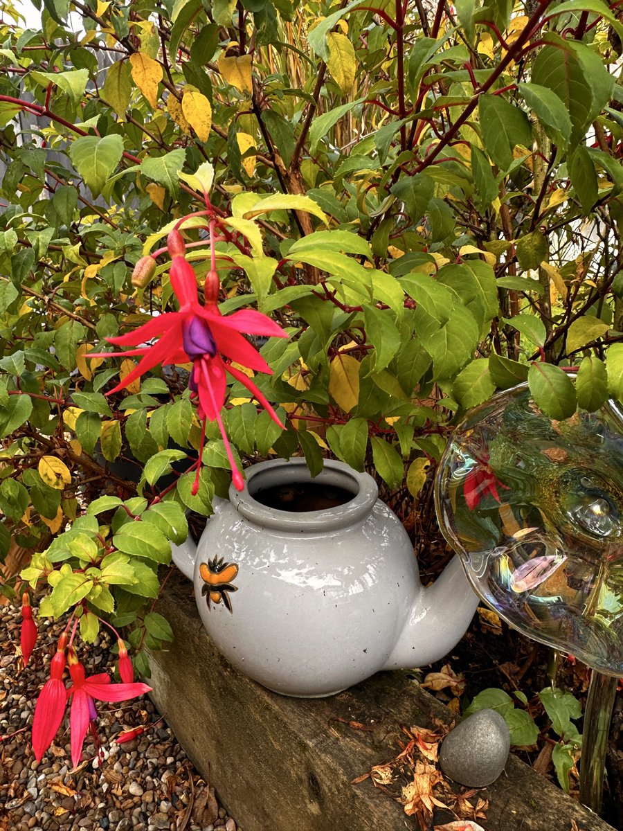 pvt_ak's tweet photo. Happy Friday, gang! 🎉 Another step closer to the weekend. As well as some much-needed Lottie time, I’ll be trying out some new chilli recipes I’ve been working on! 🌱🌶️ Who else is cooking up something good this weekend?

#FridayFeeling #LottieLife #WeekendPlans #ChilliChallenge #HomegrownCooking