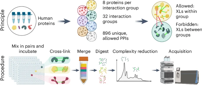 Proteome-scale recombinant standards and a robust high-speed search engine to advance cross-linking MS-based interactomics nature.com/articles/s4159…

---
#proteomics #prot-paper