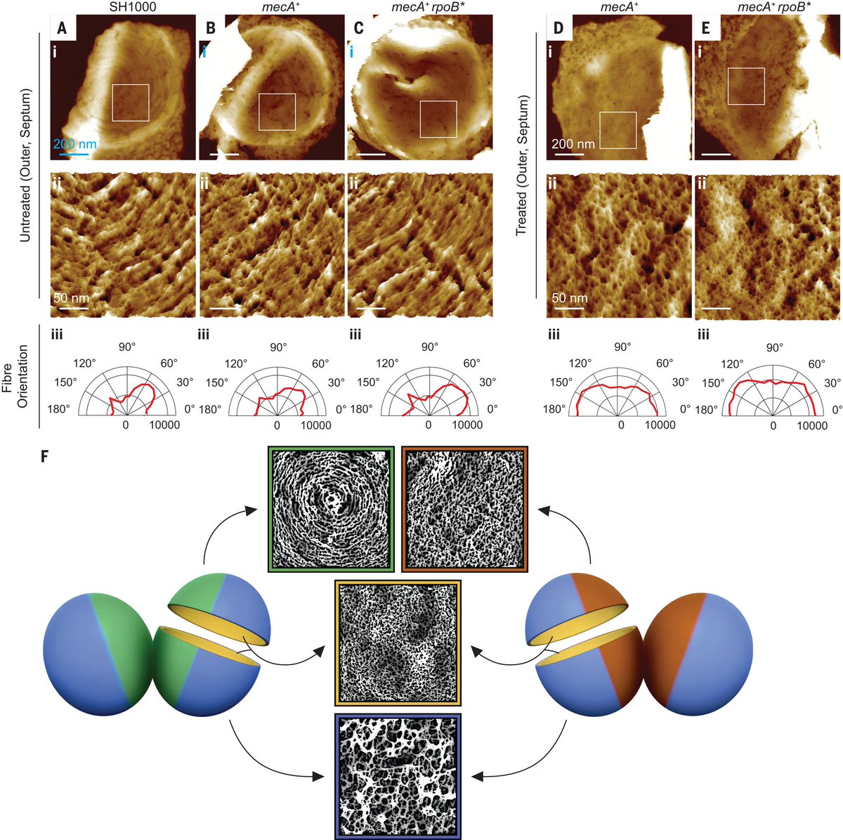 Foster Lab (@foster_lab) on Twitter photo We are very excited to announce our latest work on how MRSA conquers antibiotics. We show that high-level resistance to methicillin requires S. aureus to utilise an alternative mode of cell division to ensure its survival! <a href="/Sheffield_AFM/">Sheffield AFM Group</a> <a href="/Olulana4/">Abimbola_Olulana</a>
doi.org/10.1126/scienc… We are very excited to announce our latest work on how MRSA conquers antibiotics. We show that high-level resistance to methicillin requires S. aureus to utilise an alternative mode of cell division to ensure its survival! <a href="/Sheffield_AFM/">Sheffield AFM Group</a> <a href="/Olulana4/">Abimbola_Olulana</a>
doi.org/10.1126/scienc…