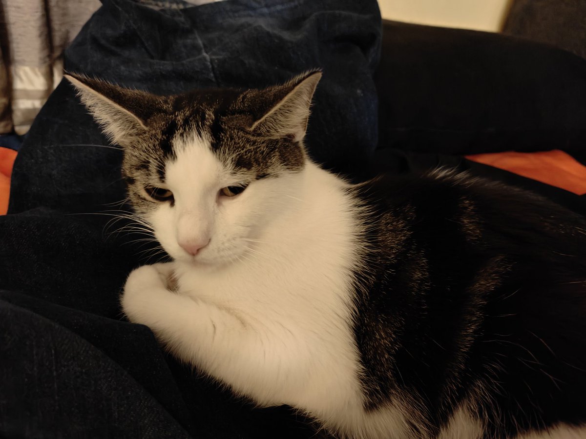 Nirwanka już tydzień po operacji. Spokojna i radosna. 

Nirwance brakuje jeszcze tylko jednego: kochającego człowieka i swojego własnego domu, ale takiego już na zawsze...  

Może chciałbyś przygarnąć spokojną, bezproblemową kotkę ? 

Londyn i okolice 

Proszę o RT