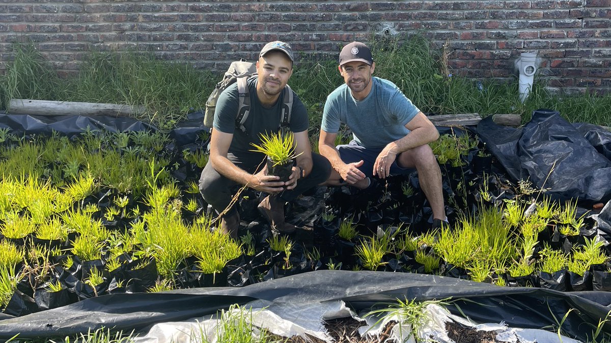 alexlansdowne's tweet photo. Awesome to see the Hout Bay River Palmiet restoration project!

Through the friends community members germinate Palmiet seedlings which are used for restoration along the river.

Palmiet offers incredible ecosystem services polishing water & flood alleviation.

#KnowYourRiver #GenerationRestoration