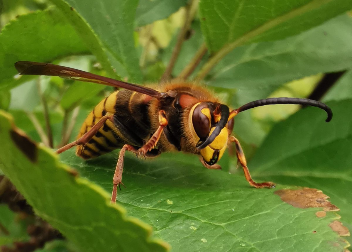 Kaik659300's tweet photo. 📸Huawei P30🐝 Up close with nature's fearless predator! 🐝✨ The intricate details of a hornet, reminding us how amazing the natural world can be. #MacroPhotography #Hornet #NatureCloseUp #InsectWorld #WildlifePhotography #NatureLovers #TinyPredator #NatureDetails 🌿🔍 https://t.co/bjjmTQVvGE