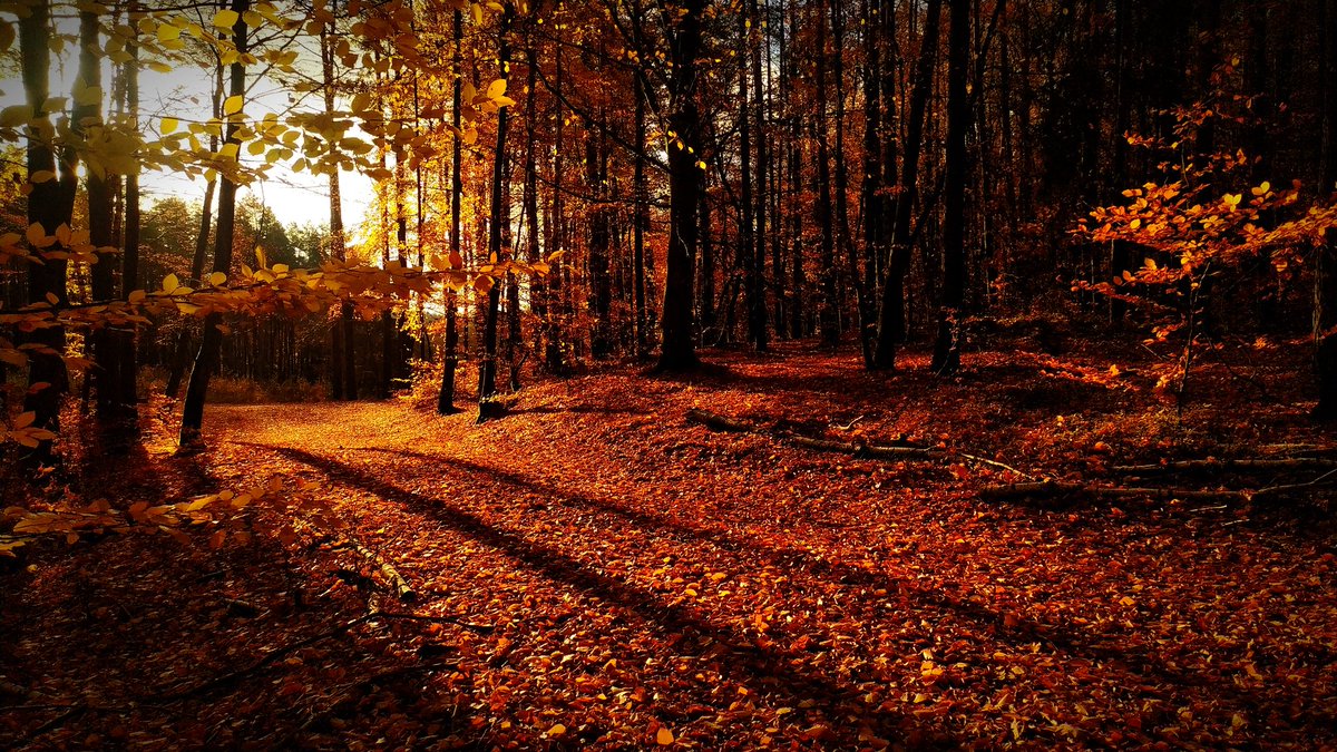 RyszardNow's tweet photo. Poranny spacer. W lesie jeszcze październikowo.
#MatrixBC https://t.co/mkZNpch5x8