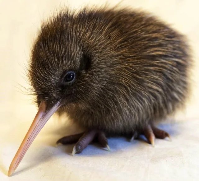 Baby kiwi 🥝