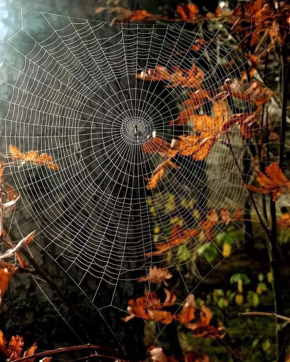 Kaik659300's tweet photo. πΈοΈ Nature's intricate art πΏβ¨ A beautiful spiderweb glistening among the autumn leaves. #NatureArt #Spiderweb #AutumnVibes #IntricateDesign #NatureLovers #FallColors #Photography #WebOfLife ππ·οΈ https://t.co/5Nt9V7Kj55