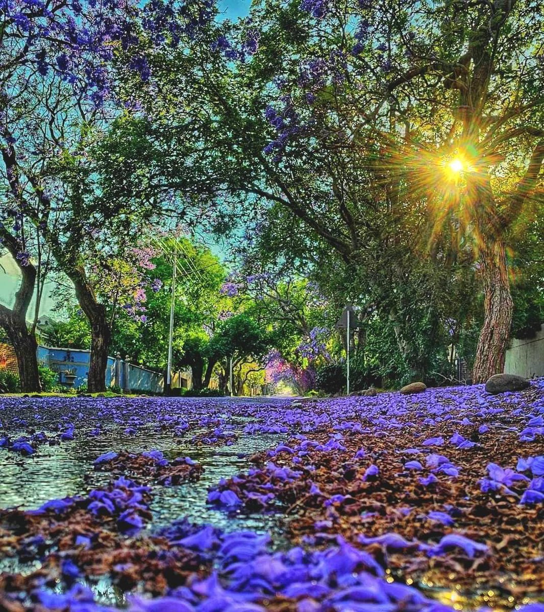 TraveloraTours's tweet photo. Explore the charm of #Pretoria! 

Dive into the city’s rich history with stops at iconic landmarks, and catch the breathtaking #Jacaranda blooms that paint the streets purple each spring! Don’t miss out on this vibrant, photo-worthy experience! 📸💜 #JacarandaCity https://t.co/hFZBl1yd3D