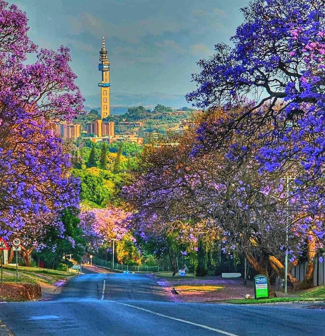 TraveloraTours's tweet photo. Explore the charm of #Pretoria! 

Dive into the city’s rich history with stops at iconic landmarks, and catch the breathtaking #Jacaranda blooms that paint the streets purple each spring! Don’t miss out on this vibrant, photo-worthy experience! 📸💜 #JacarandaCity https://t.co/hFZBl1yd3D