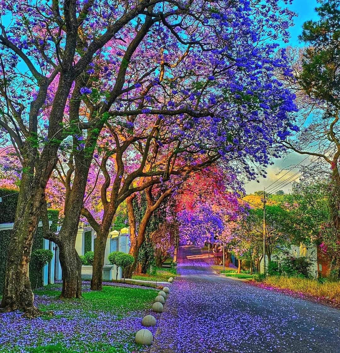 TraveloraTours's tweet photo. Explore the charm of #Pretoria! 

Dive into the city’s rich history with stops at iconic landmarks, and catch the breathtaking #Jacaranda blooms that paint the streets purple each spring! Don’t miss out on this vibrant, photo-worthy experience! 📸💜 #JacarandaCity https://t.co/hFZBl1yd3D