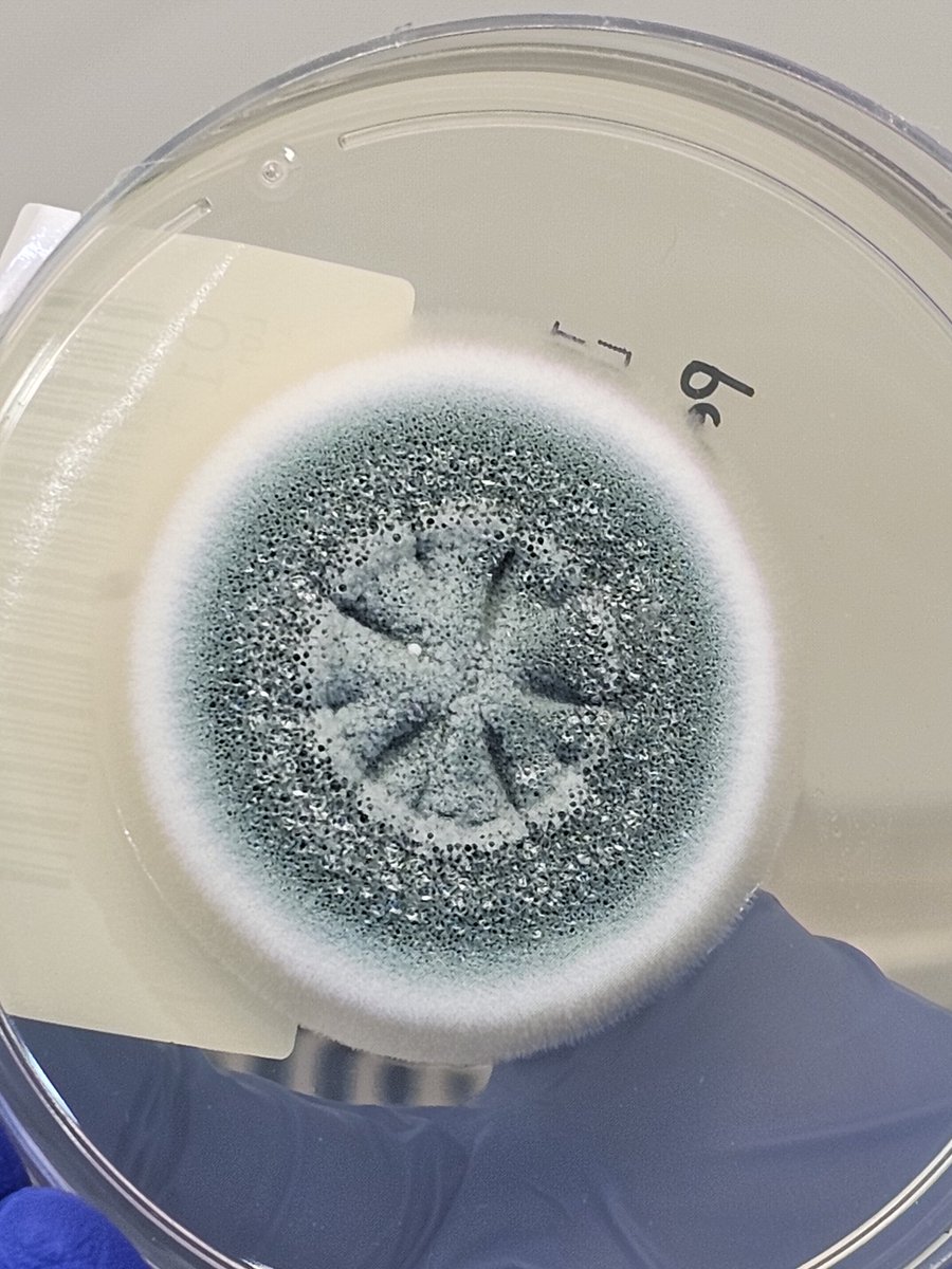 dr_dublin's tweet photo. Visited Lablink Myocology Lab today- Malaysia's first private mycology lab. Pix with microbiology lab staff as well as the 4 mycology lab staff.

Medical mycology is still relatively underdeveloped.  Hope, this will pave the way for better diagnostics &amp; therapeutics. https://t.co/2UHsYj9j6p