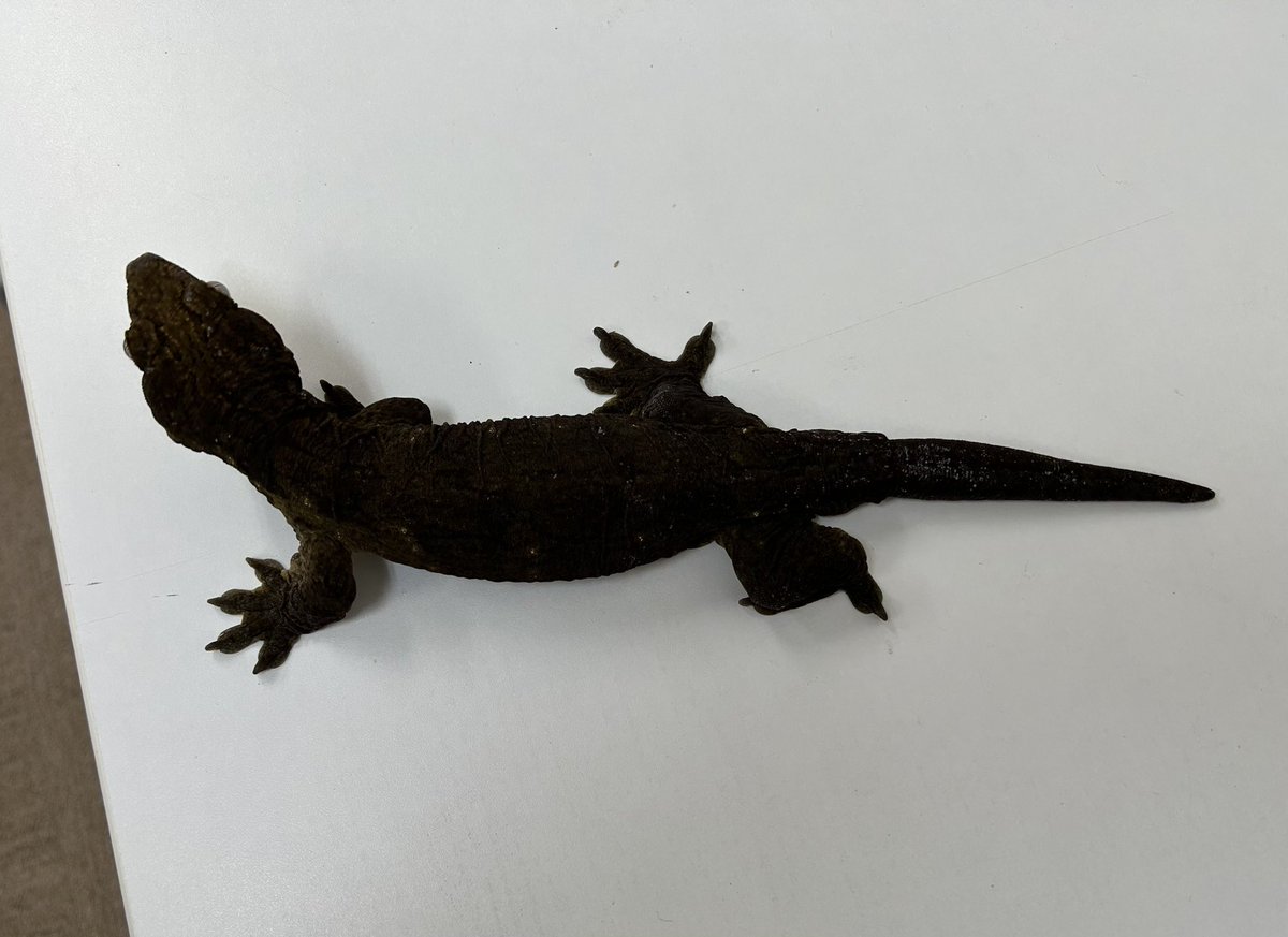 Galaxy_Geckos's tweet photo. 来シーズンからPoindimieのブリードを
始めようと思う。

種親の詳細
左♂:DxD line  右♀:Dallas zoo line

新米ブリーダーはチャレンジあるのみ！

どんなに凄いブリーダーも最初はみんな初心者だったはずだし、やり続ける事が大事だと思うので、マイペースで頑張ります。

#Poindimie
#ジャイゲコ
#ジャイアントゲッコー
#ツギオミカドヤモリ
#leachianus