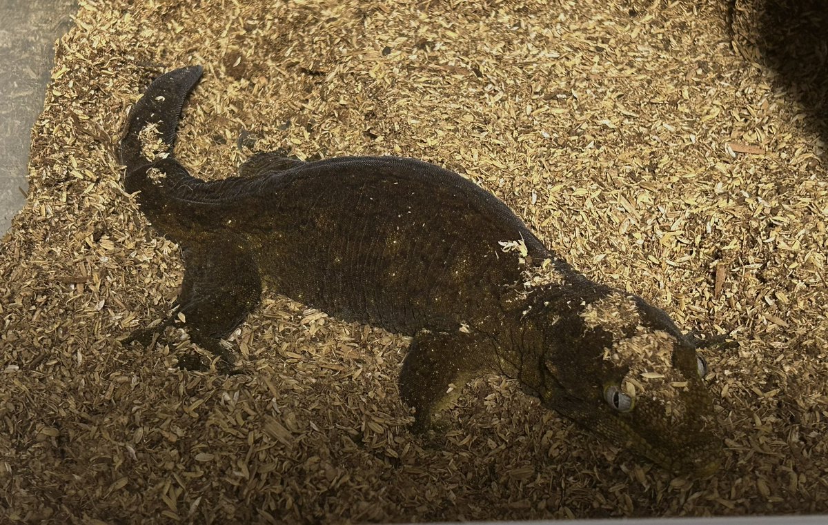 Galaxy_Geckos's tweet photo. 来シーズンからPoindimieのブリードを
始めようと思う。

種親の詳細
左♂:DxD line  右♀:Dallas zoo line

新米ブリーダーはチャレンジあるのみ！

どんなに凄いブリーダーも最初はみんな初心者だったはずだし、やり続ける事が大事だと思うので、マイペースで頑張ります。

#Poindimie
#ジャイゲコ
#ジャイアントゲッコー
#ツギオミカドヤモリ
#leachianus