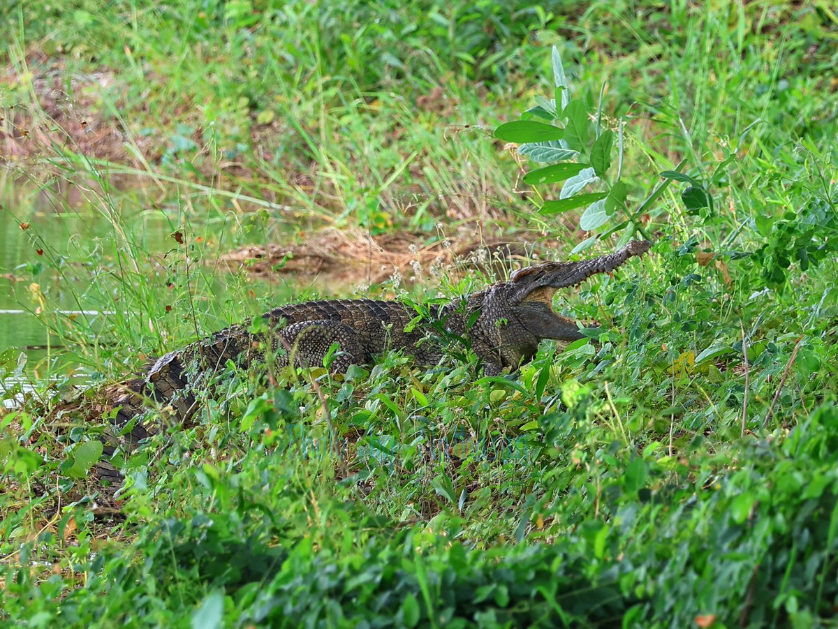 Nathathida tweet media