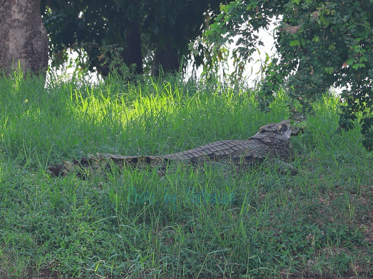 Even if we failed to find "P'Dang" at Bueng Boraphet Bird Park, Nakhon Sawan, we still saw a few of crocodiles around the area. We weren't sure that the biggest one we saw is P'Dang or not though 🤔

#crocodile #animals #buengboraphetbirdpark #buengboraphet #nakhonsawan #thailand
