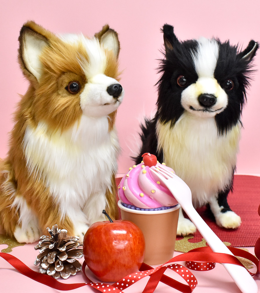 今日は犬の日🐶 大きなうるうるの瞳が可愛い人気の犬種、チワワの