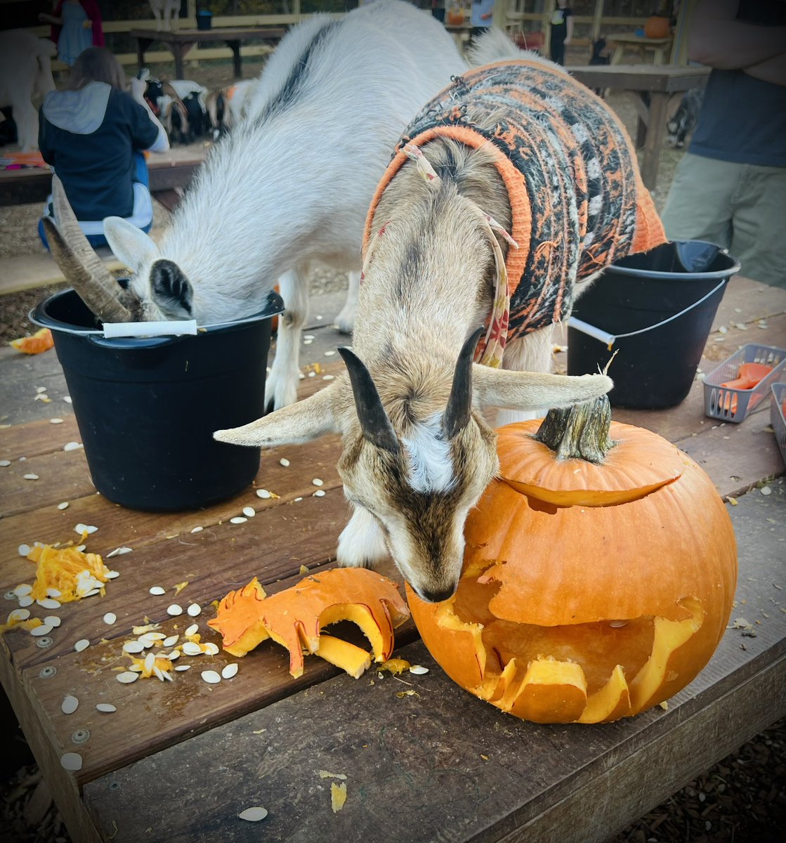 Jenna McHenry tweet media