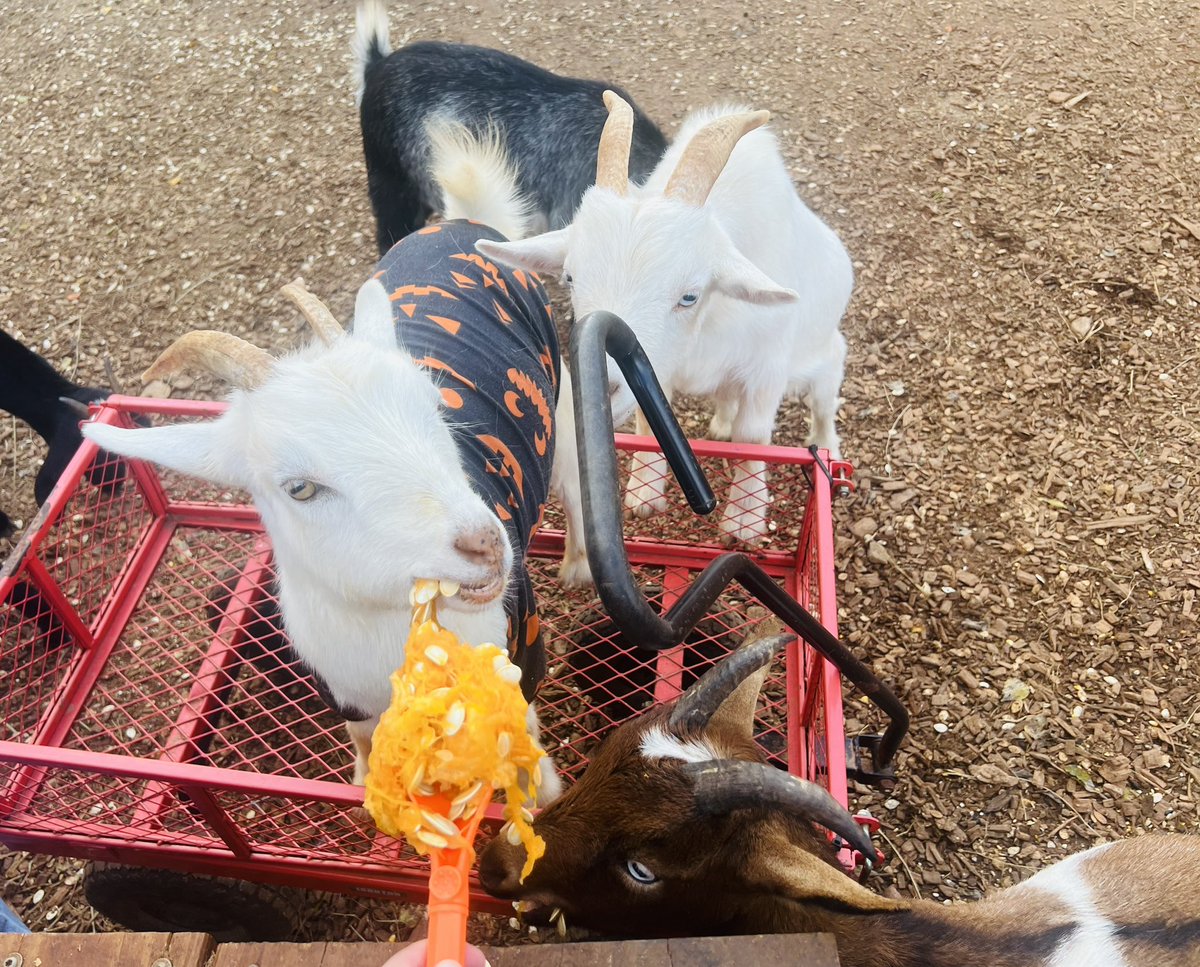 Jenna McHenry tweet media