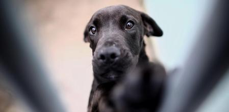 Así puedes ayudar a los refugios de animales afectados por la DANA: puntos de recogida en diferentes ciudades.
lavanguardia.com/mascotas/20241…