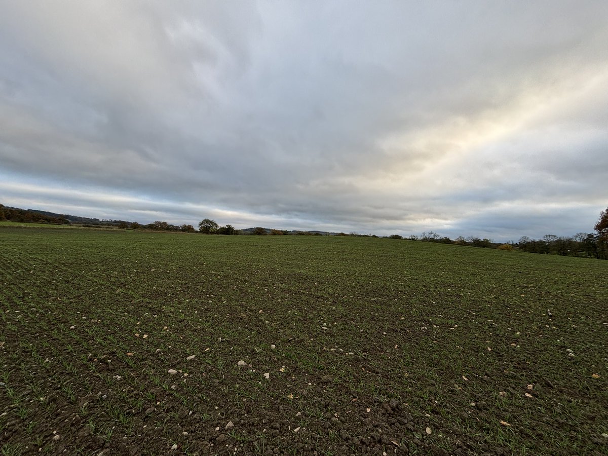Agronomysilvers's tweet photo. Winter wheats looking well today and Olivia really enjoyed dressing up as Cruella de Vil last night for Halloween ๐ ๐ป #HappyHalloween #winterwheats #TrickOrTreat2024 https://t.co/LXHphpQ61N