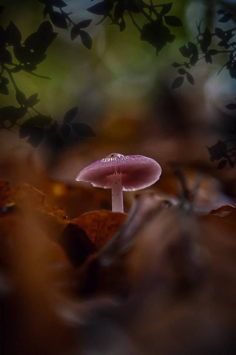 Hallo november 🍄‍🟫🍂