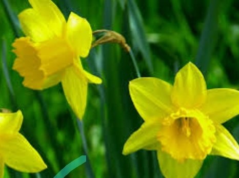 FriendsofCI's tweet image. Bring a trowel and gloves (if you have them) and join us for FoCI's first ever bulb planting event! Let's bring some spring colour to our park! Sunday 3rd Nov, 11am - 1pm, Conker Island, B44 0QN. @BOSFonline @BhamCityCouncil