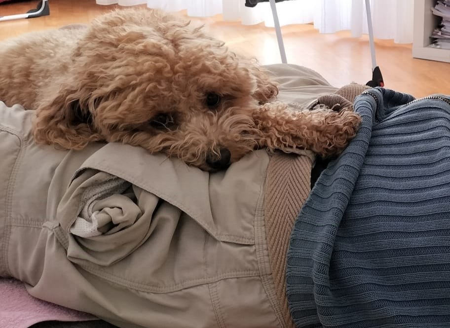 Manudaprato's tweet image. Passeggiata mattutina e relax post passeggiata  #Mojito #labruna