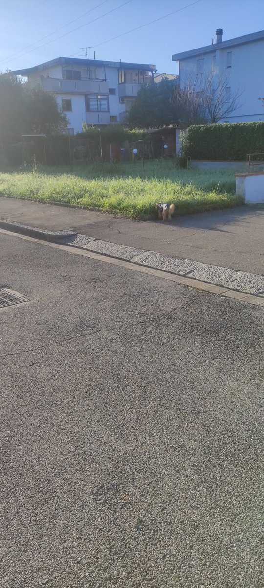 Manudaprato's tweet image. Passeggiata mattutina e relax post passeggiata  #Mojito #labruna