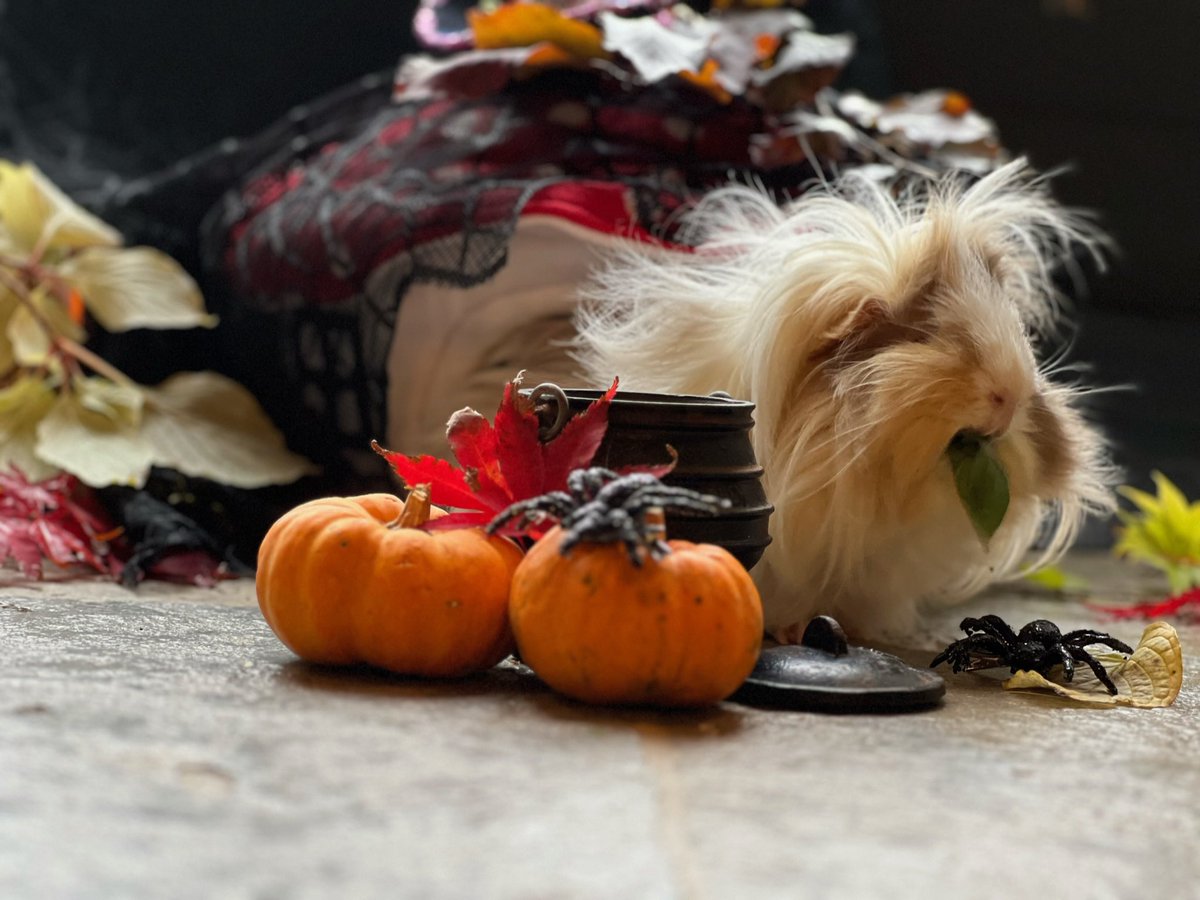 It’s slightly late but please enjoy this throwback #TeamBumble Halloween pawty. A spoopy time was had by all 🧙🏻