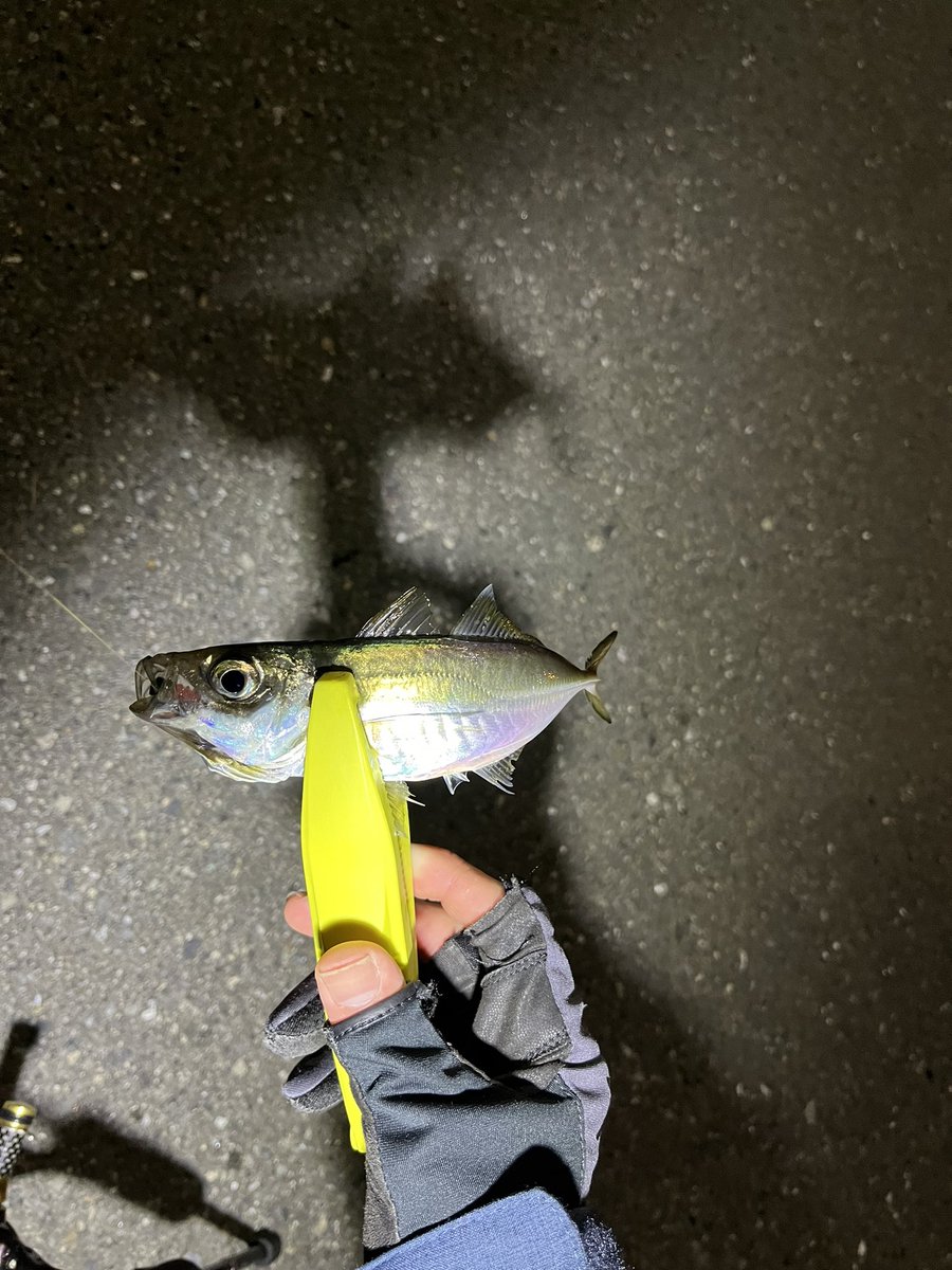 pyonpyonwt's tweet image. 昨日の夜の釣果
珍しく20センチ台のアジ。他は豆ばっか
ジャッカルのスイスイスイムヘッドは上げる時のバラシがほぼないです。
チビバーニーは安定。
シーバスはアジの泳がせ笑
最近はいろいろ釣れて楽しい🤣
#アジング　#チニング　#チビバーニー
#テトラワークス　#クレイジーフラッパー