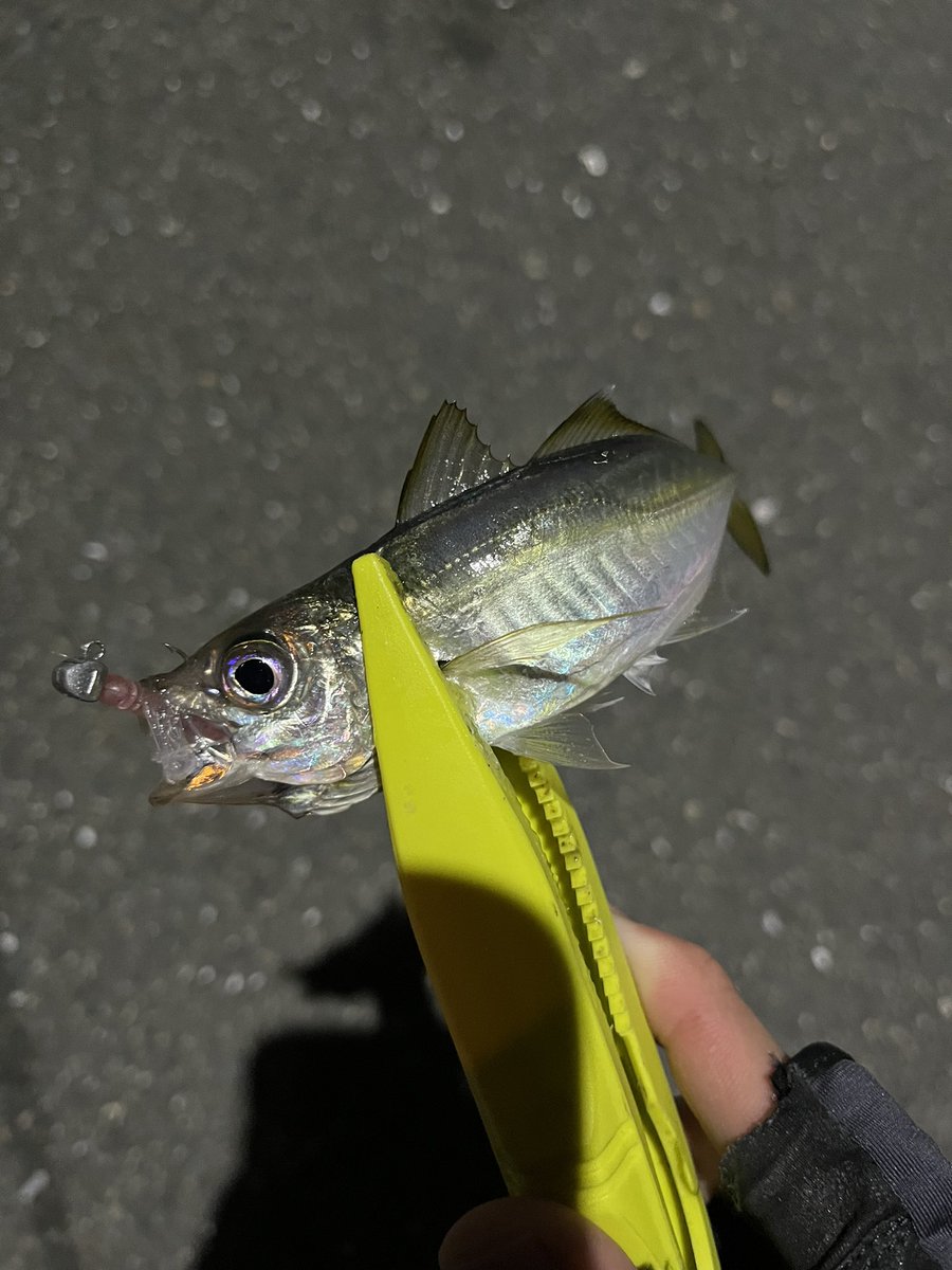 pyonpyonwt's tweet image. 昨日の夜の釣果
珍しく20センチ台のアジ。他は豆ばっか
ジャッカルのスイスイスイムヘッドは上げる時のバラシがほぼないです。
チビバーニーは安定。
シーバスはアジの泳がせ笑
最近はいろいろ釣れて楽しい🤣
#アジング　#チニング　#チビバーニー
#テトラワークス　#クレイジーフラッパー